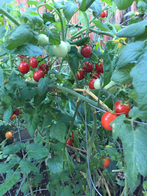 Những khoảng đất nhỏ, bên dưới cây ăn quả được gia đình ca sĩ tận dụng để trồng nhiều loại cây gia vị, rau trái phục vụ cho bữa ăn gia đình như cà chua...