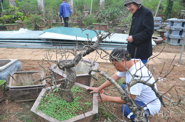 Nhân công tại vườn của ông Hàm đang đánh dấu các cây đào đã được ông Hiệp ở Hà Nội đặt mua.