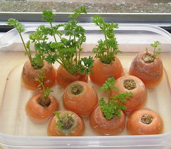 Điều bất ngờ sẽ xảy ra sau một thời gian, củ cà rốt sẽ mọc lên cây con và bạn có thể sử dụng để chế biến những món salad ngon tuyệt.