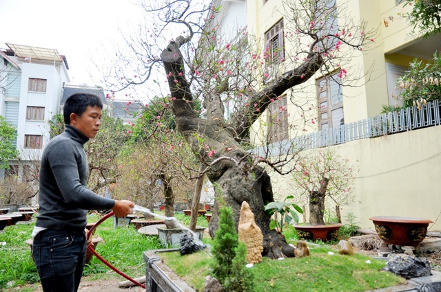 Theo anh Hoan, đào rừng không ưa nước nên 2 – 3 ngày mới tưới nước một lần, đất trồng cây trong chậu cũng phải là đất mới, giàu chất dinh dưỡng để cây phát triển.