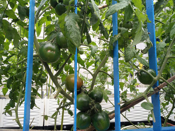 Cà chua ghép cành đã bắt đầu cho những trái đầu tiên.