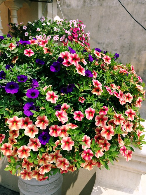 Những gi&agrave;n hoa rực rỡ sắc m&agrave;u đua nhau khoe sắc tại s&acirc;n vườn nh&agrave; chị Th&uacute;y.