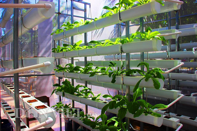 &Ocirc;ng Nguyễn Th&agrave;nh Thư (tr&uacute; TP Quy Nhơn) chọn xơ dừa (m&ugrave;n c&aacute;m dừa) để thay thế đất với phương ph&aacute;p trồng rau sạch thủy canh hồi lưu.