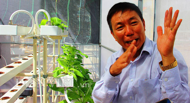 &ldquo;1 bao xơ dừa c&oacute; thể trồng được hơn 100 gốc rau. Tuy nhi&ecirc;n, bản th&acirc;n xơ dừa c&oacute; t&iacute;nh a x&iacute;t n&ecirc;n sau khi mua về phải ch&uacute; &yacute;, trải qua thao t&aacute;c ng&acirc;m v&ocirc;i (từ 5-7 ng&agrave;y) để trung h&ograve;a chứ kh&ocirc;ng c&acirc;y sẽ kh&ocirc;ng sống được&rdquo;- &ocirc;ng Thư chia sẻ.