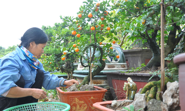 Theo ông Xuân, kỹ thuật ghép chỉ cần học qua, ai cũng có thể làm, nhưng để ghép được một cây có thế, tán đẹp như ý muốn thì cần phải là người có năng khiếu và tay nghề cao mới có thể làm được.