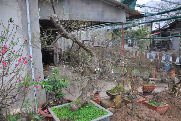 Cây mai cổ thụ dáng long tại nhà vườn ông Bảy đã được một khách đại gia ở Thanh Hóa mua đứt với giá trên 30 triệu đồng.