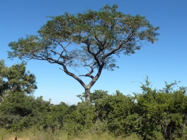 
Cây gỗ máu rất cao lớn và có lá tập trung trên ngọn cây cao.
