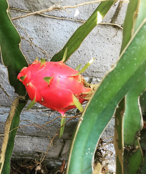 Một cây thanh long trong vườn nhà cho trái chín đỏ.