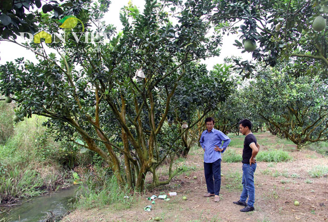 CLB sản xuất trái cây tạo hình ấp Phú Trí A có 26 thành viên với tổng diện tích đất canh tác gần 25 ha.