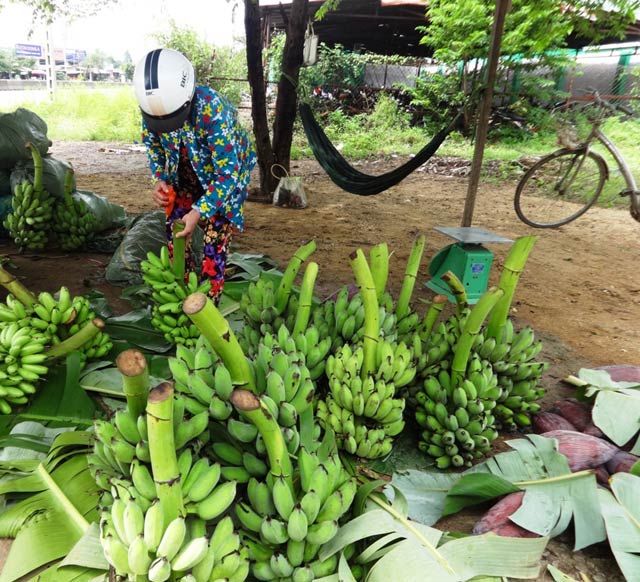 Chuối không đủ cung cấp ra thị trường.