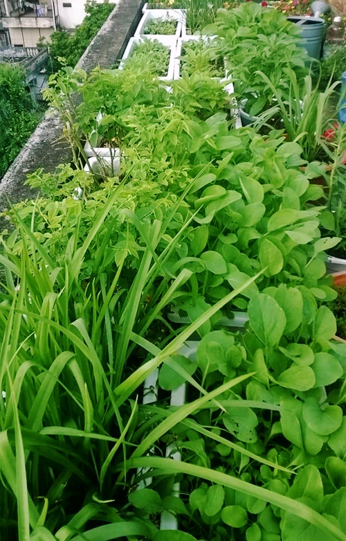 Vườn rau xanh tốt trên nóc ban công nhà chị Thủy với những loại rau ngót, cải, khoai lang...