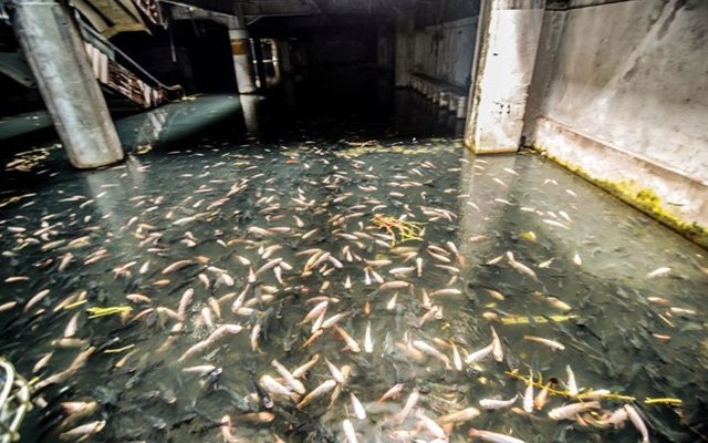 Nước mưa đọng lại trong tầng hầm là nơi sinh sống của hơn 3000 con cá