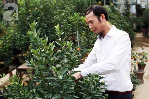 
Trồng quất bonsai không giống như trồng quất cảnh bởi đòi hỏi kỹ thuật nhiều hơn, vất vả gấp bội lần.
