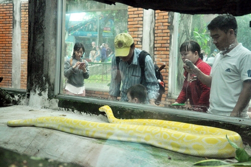 Nhiều người đến Thảo Cầm Viên tham quan không thể bỏ qua khu bò sát có nhiều loài trăn “khủng”.