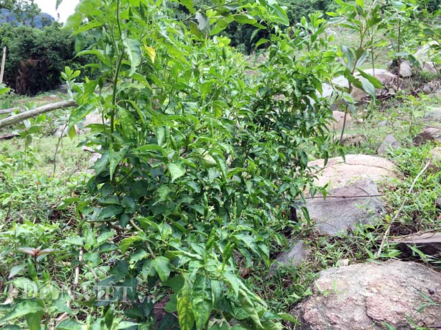 Một cây ớt tí hon mọc tự nhiên trên vườn rẫy