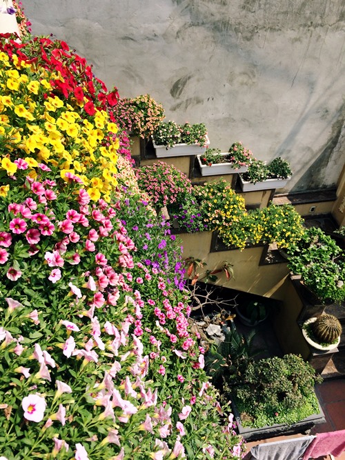 Đường l&ecirc;n cầu thang cũng ngập tr&agrave;n sắc hoa.