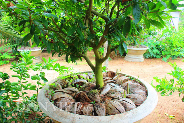Vỏ dừa bỏ tr&ecirc;n gốc c&acirc;y cảnh c&oacute; chức năng giữ ẩm rất tốt.