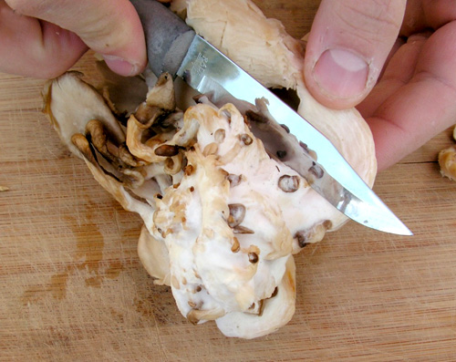 Dùng dao tách phần rễ của nấm sò ra và cắt thành nhiều phần khác nhau để chúng mọc ở mọi nơi trong túi.