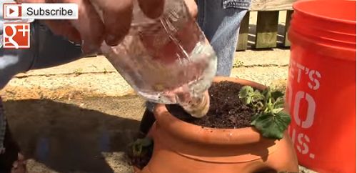 Sau khi trồng đầy chậu, lấy một gáo nước to tưới cho chậu cây dâu tây. Chú ý, tưới thật nhiều để nước ngấm sâu xuống dưới đáy.