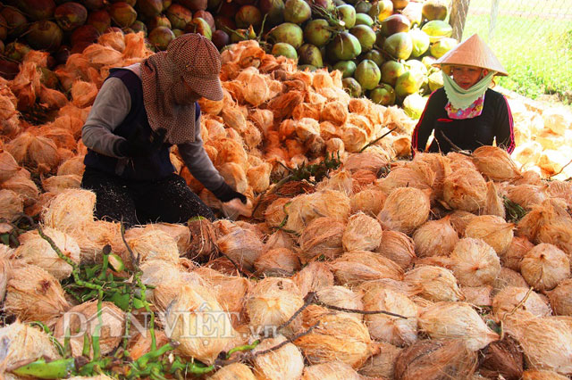 Sau khi b&oacute;c quả th&igrave; vỏ dừa được b&aacute;n với gi&aacute; 800 đồng/vỏ.