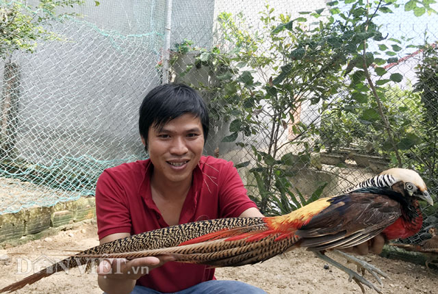 Anh Nguyễn Văn Anh và một con chim trĩ trống 7 màu