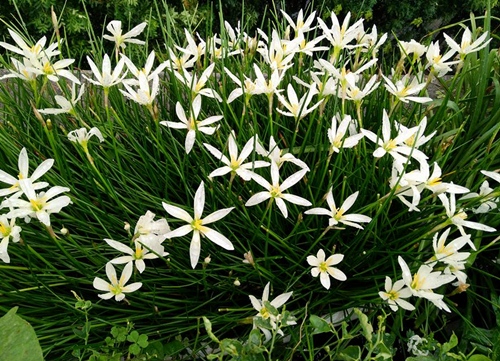 Những bông hoa thủy tiên trắng đua nhau khoe sắc trong khu vườn của chị Bình.