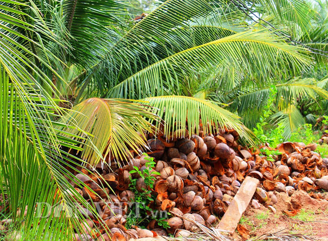 Để c&oacute; h&agrave;ng, &ocirc;ng B&aacute; l&ugrave;ng sục khắp nơi mua vỏ dừa với gi&aacute; 800 đồng/vỏ, rồi thu&ecirc; xe ben tập kết về gia trại để nh&acirc;n c&ocirc;ng v&agrave; m&aacute;y m&oacute;c t&aacute;ch vỏ lấy cước.