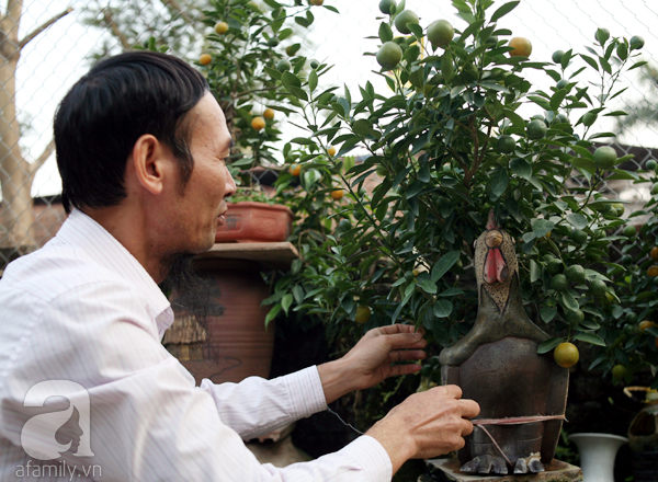 
Mỗi chậu quất bonsai đều được ông cẩn thận chăm sóc. Ngay cả chậu hình con gà trống hoa ông cũng phải tận tâm sang Bát Tràng đặt làm.
