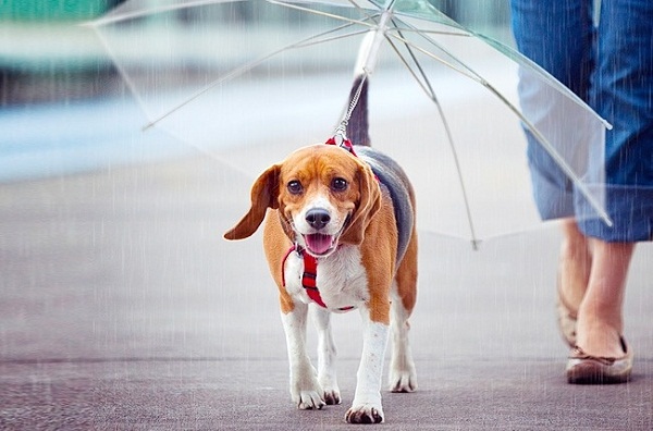 Nắng đã có mũ, mưa đã có dù, cún cưng cũng không ngoại lệ.