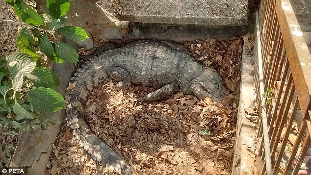 
Một con cá sấu bị nhốt trong chiếc chuồng hẹp ngập đầy lá rụng.

