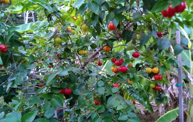 Trái anh đào có hàm lượng vitamin C cao và giúp chống lão hóa cũng như trị các bệnh về tiêu chảy, viêm dạ dày. Đặc biệt, nó rất hữu ích trong việc trị bệnh cảm lạnh thông thường,...