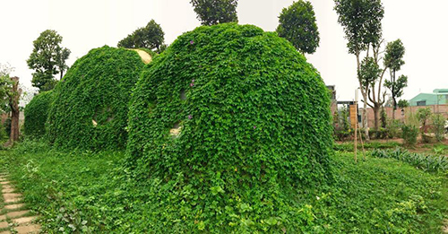 Đặc biệt, anh trồng th&ecirc;m loại c&acirc;y leo b&igrave;m b&igrave;m b&ograve; l&ecirc;n to&agrave;n bộ ng&ocirc;i nh&agrave;,...