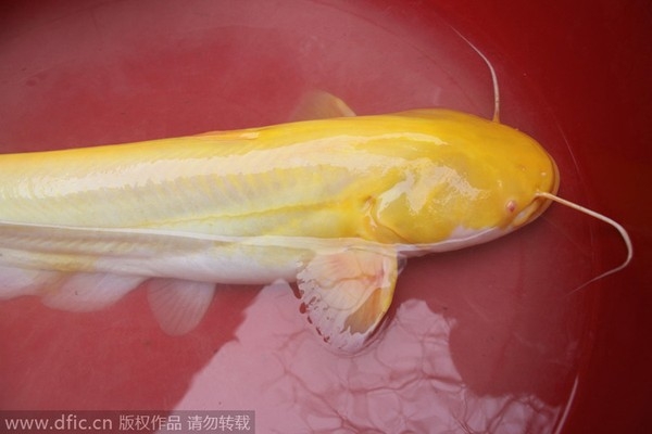 Con cá trê vàng siêu hiếm từng được phát hiện tại Thụy Xương, tỉnh Giang Tây, Trung Quốc.