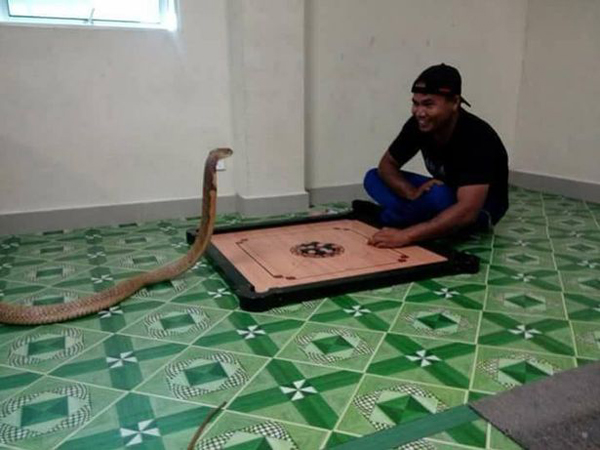 
T&igrave;nh y&ecirc;u đ&iacute;ch thực l&agrave; c&oacute; thật. Người đ&agrave;n &ocirc;ng n&agrave;y tin rằng bạn g&aacute;i m&igrave;nh đ&atilde; đầu thai th&agrave;nh con rắn hổ mang n&agrave;y sau khi c&ocirc; ấy qua đời mấy năm trước. Anh ta nhận thấy c&oacute; sự giống nhau giữa con vật với người phụ nữ m&igrave;nh y&ecirc;u. Ng&agrave;y n&agrave;o anh ta cũng d&agrave;nh thời gian ở b&ecirc;n tr&ograve; chuyện chơi đ&ugrave;a với con vật, Worranan viết.
