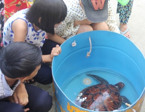 Rùa biển sau khi mắc lưới ngư dân được nuôi trong thùng phi nhựaMẠNH CƯỜNG