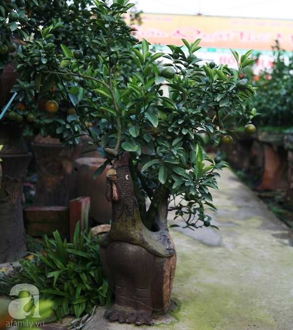
Cây quất bonsai nằm gọn trong lòng con gà trống này có giá gần 10 triệu đồng.

