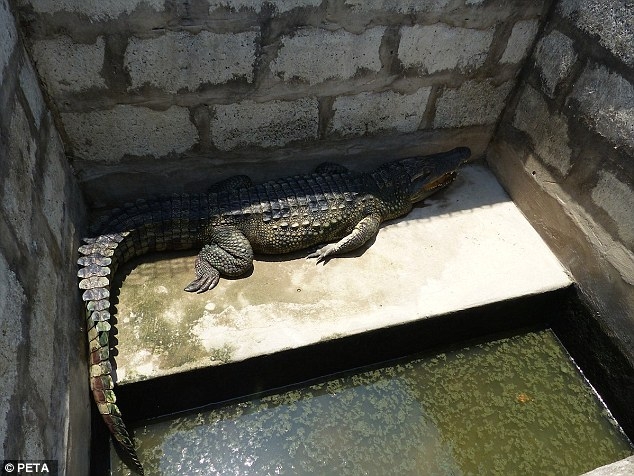 
Những con cá sấu đáng thương bị nhốt trong những chiếc chuồng chật hẹp ngắn hơn cả chiều dài của chúng.
