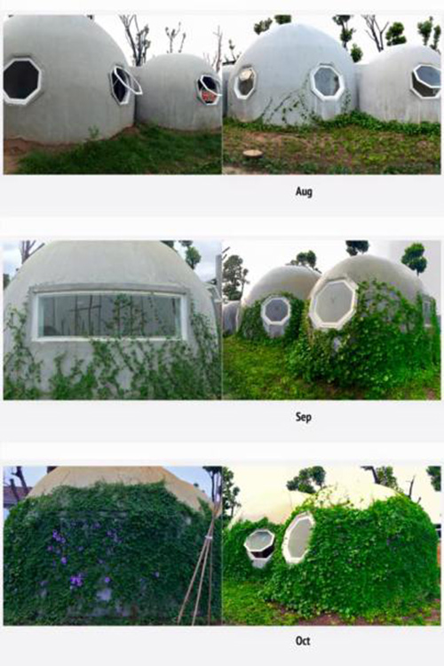 Q&uacute;a tr&igrave;nh ng&ocirc;i nh&agrave; tr&ograve;n từ khi ho&agrave;n thiện đến thời điểm c&acirc;y leo b&ograve; quanh nh&agrave;