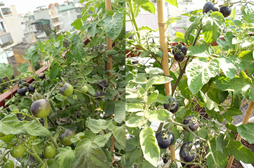 Anh gieo trồng thêm giống cà chua đen để khu vườn thêm đa dạng.