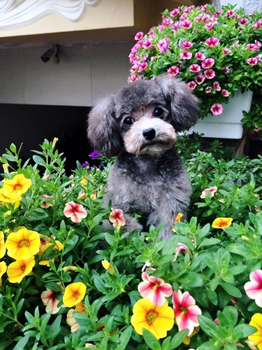 Ngo&agrave;i sở th&iacute;ch trồng hoa, chị Th&uacute;y c&ograve;n th&iacute;ch chăm ch&oacute; poodle.