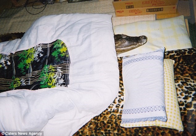 Thậm chí, con cá sấu còn có giường riêng.