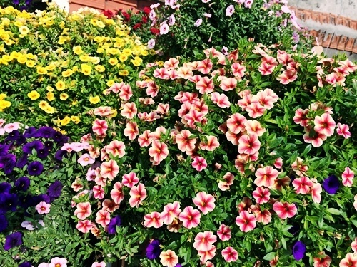 Chị bảo, nhiều người c&ograve;n lầm tưởng đ&oacute; l&agrave; hoa giả v&igrave; cả th&aacute;ng l&uacute;c n&agrave;o cũng thấy n&oacute; rực rỡ, kh&ocirc;ng thấy t&agrave;n.