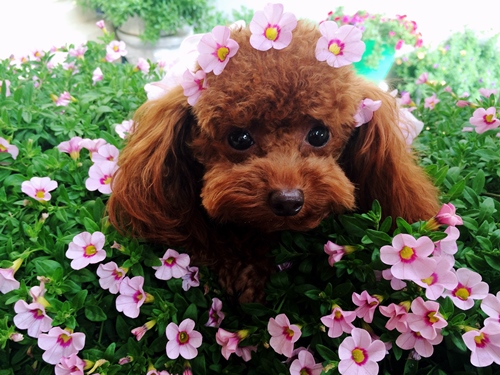 Những ch&uacute; ch&oacute; tr&ocirc;ng cũng thật duy&ecirc;n d&aacute;ng b&ecirc;n những b&ocirc;ng hoa triệu chu&ocirc;ng.