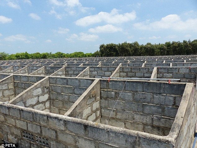Hàng trăm chiếc chuồng chật chội được xây bằng bê tông để làm chỗ nuôi nhốt cá sấu trong trang trại.