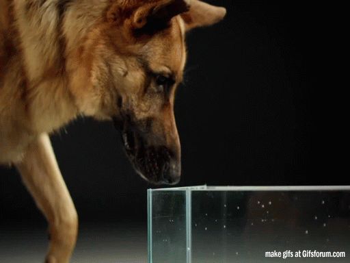 Loài chó luôn dùng mặt sau chứ không phải mặt trước của lưỡi để uống nước như nhiều người lầm tưởng.
