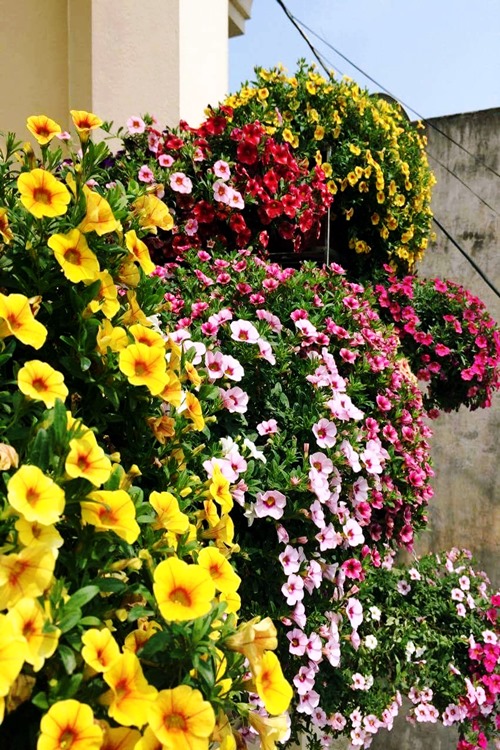 Hoa triệu chu&ocirc;ng mix thường được trồng trong chậu v&agrave; treo l&ecirc;n cao, đung đưa trong gi&oacute; để l&agrave;m đẹp khu&ocirc;n vi&ecirc;n trong gia đ&igrave;nh.