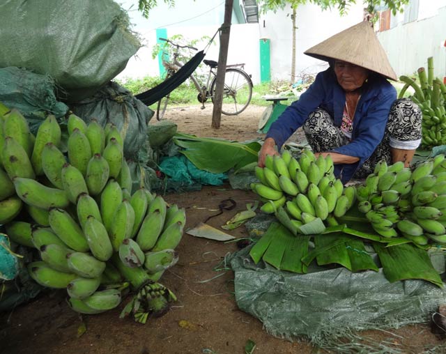 Khẩn trương đóng gói chuối.