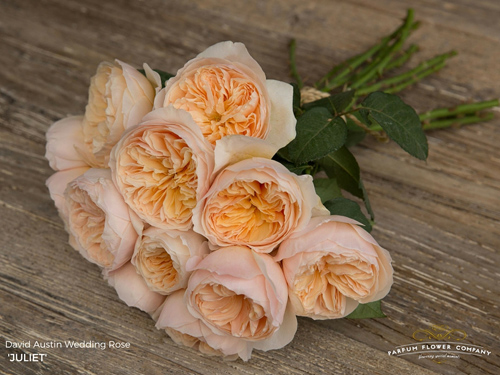 Những cánh hoa tinh tế Juliet được sắp xếp một cách hoàn hảo để tạo ra một bông hoa hồng cổ điển cỡ lớn