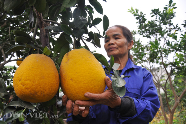 Bưởi tôm vàng khi chín có màu vàng óng, rất thơm.