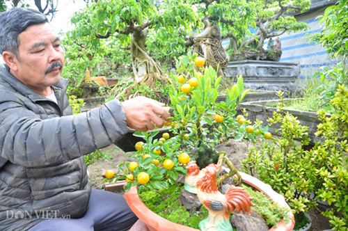 Ông Xuân đang chăm sóc một chậu quất ghép cần thăng Đinh Dậu độc đáo tại nhà vườn của gia đình.